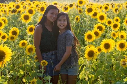 Sunflowers